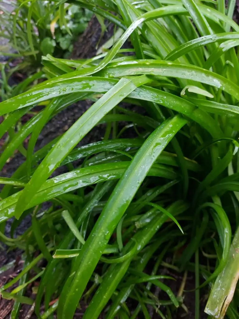 Three-cornered leek 2