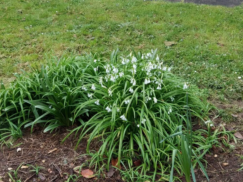 Three-cornered leek 4