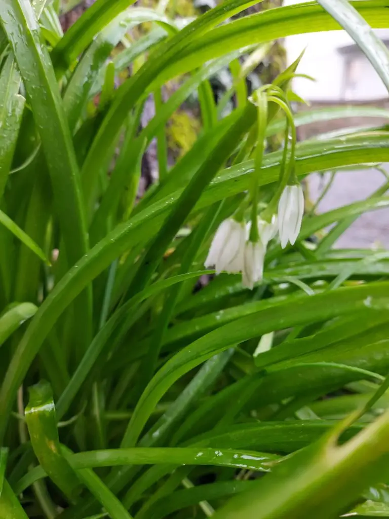 Three-cornered leek 5