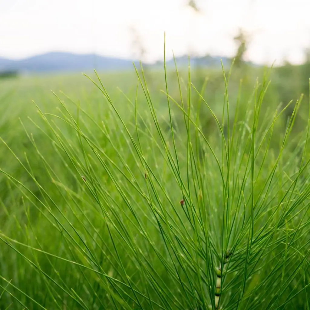 Fine fronds of mature horsetail