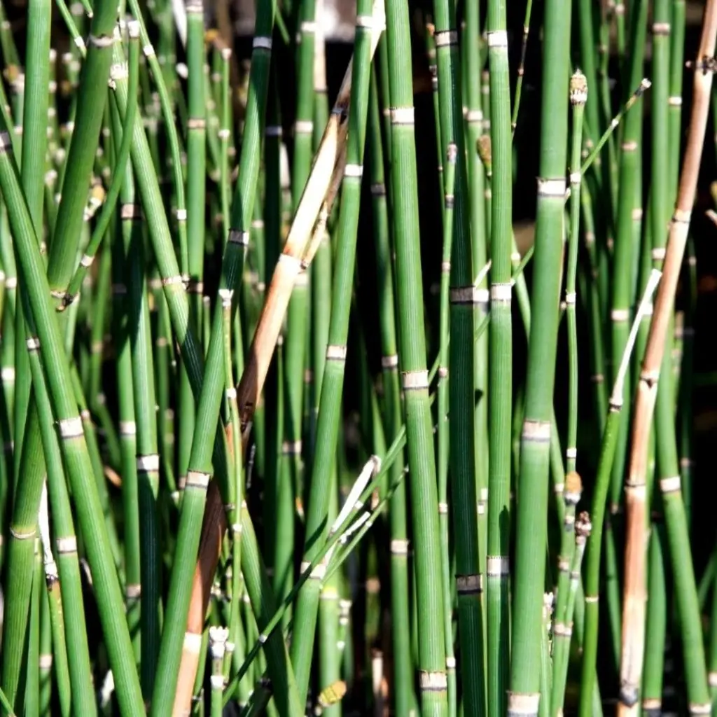 Giant horsetail closeup