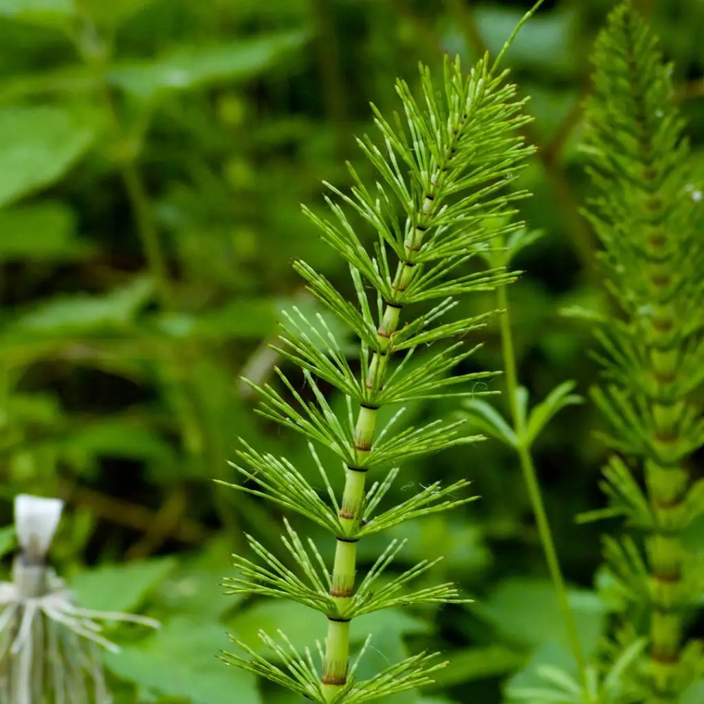 Emerging horsetail