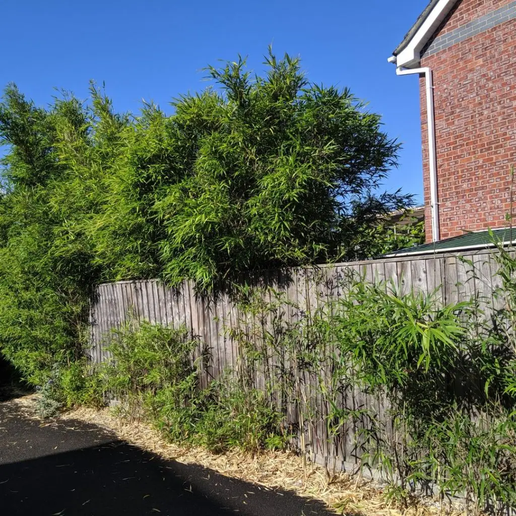 bamboo spreading into neighbouring land