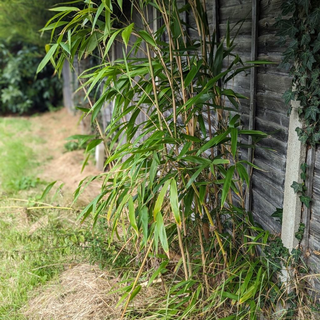 bamboo encroaching past fence line
