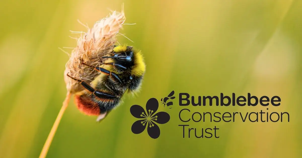 Bumblebee Conservation Trust Logo