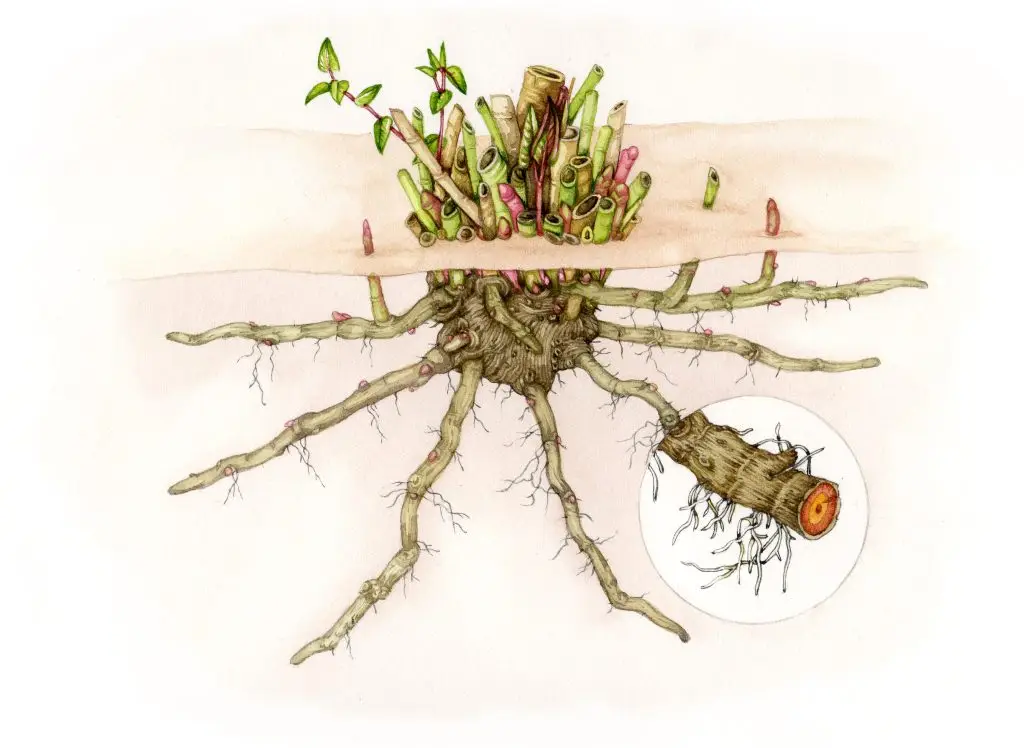 Japanese knotweed rhizome illustration