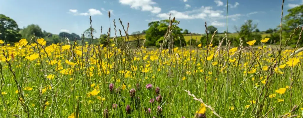 Wildflower meadow