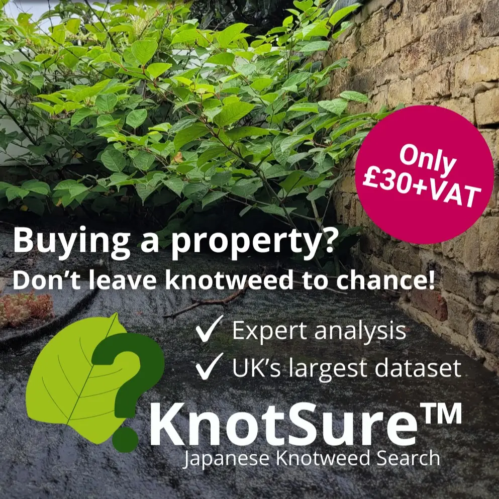 Image of knotweed with Knotsure branding £30+VAT