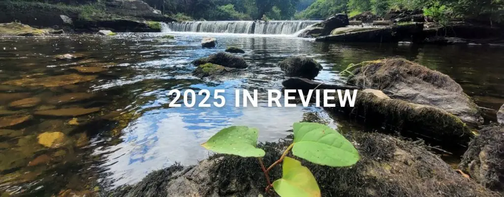 Blog header knotweed in river