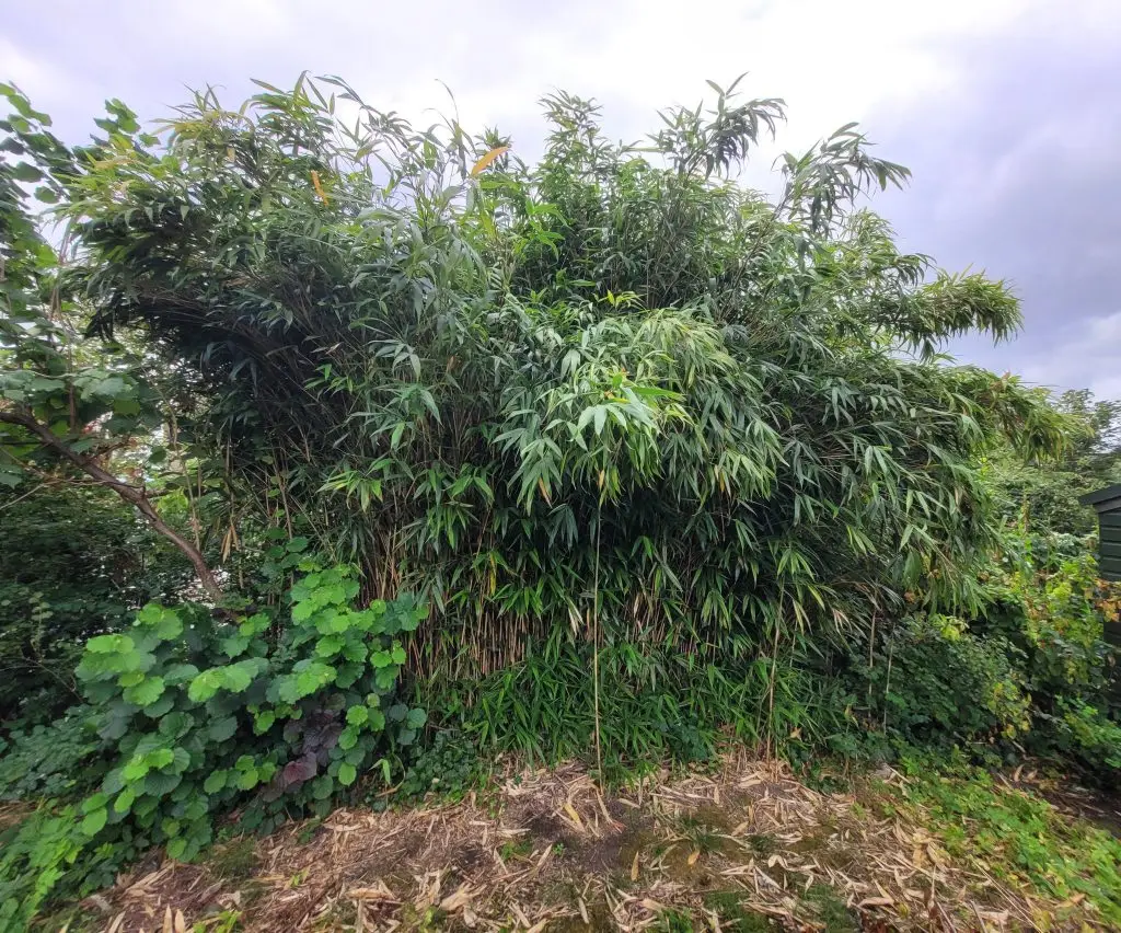 Bamboo infestation – Altrincham - Before removal