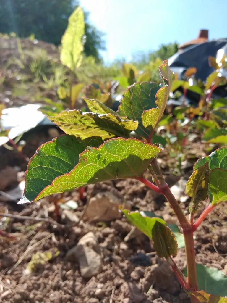 knotweed being attacked by aphids