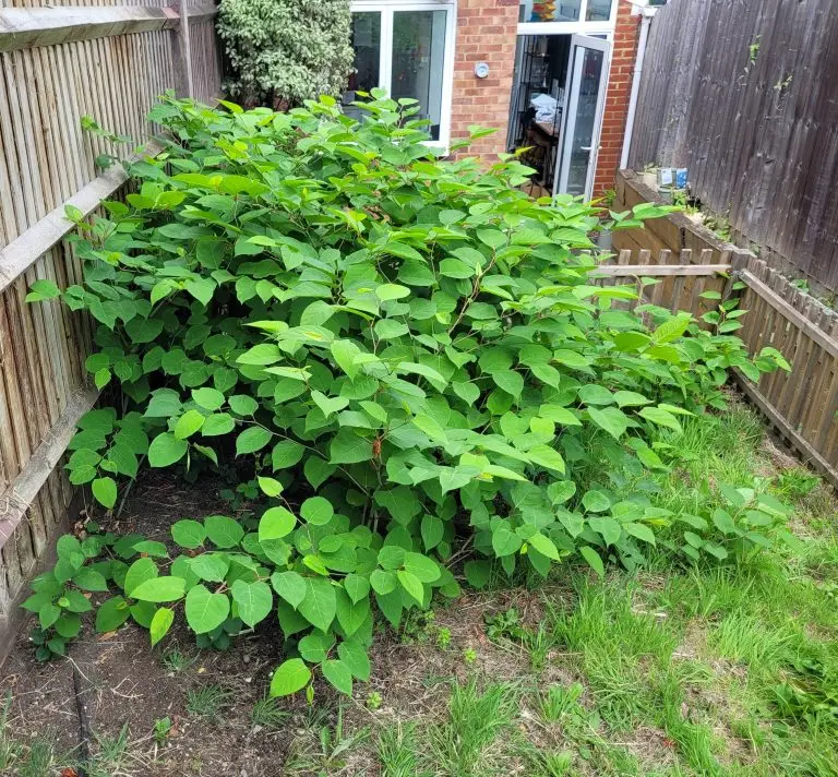 Japanese knotweed growth within lawn of garden - North London