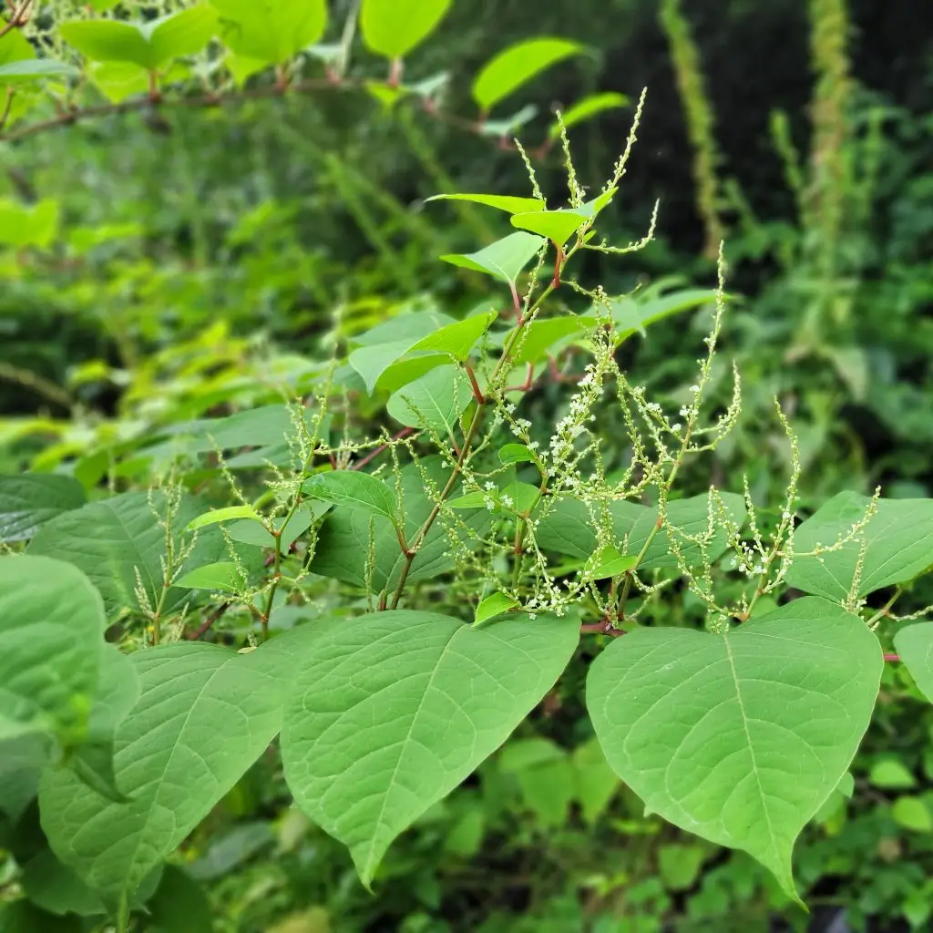 spartan herbicide Spartan Herbicide (480 g/L PRODIAMINE)