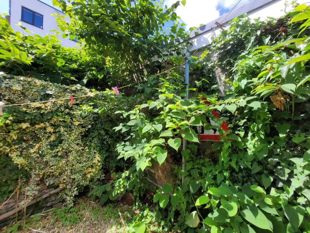Knotweed encroaching with no cooperation from neighbours
