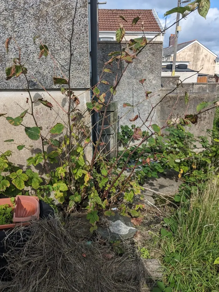 Herbicide treated knotweed