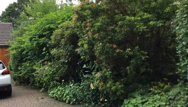 Japanese knotweed growing out of control on a residential site in Bolton